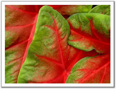 Leaves