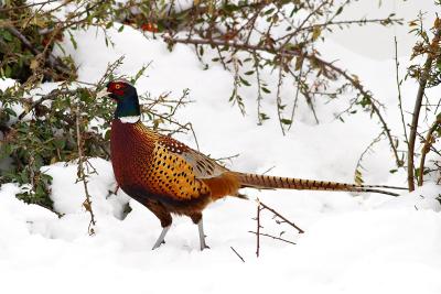 Rooster Ring-necked Pheasant.jpg