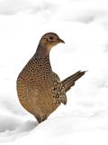 Hen Ring-necked Pheasant 1.jpg