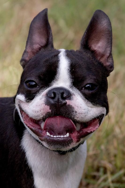 the big smile