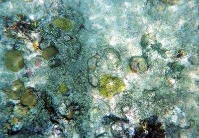 An variety of coral