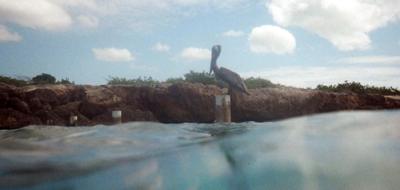 A pelican was also curious