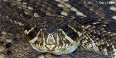 rattler