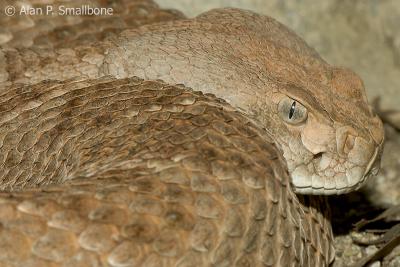 rattler