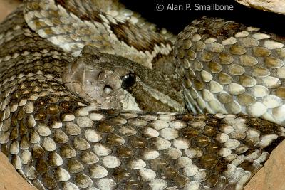 rattler