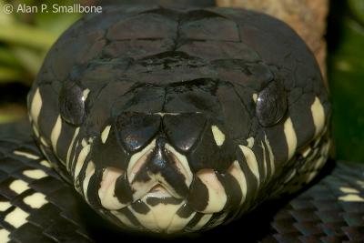 amethystine python