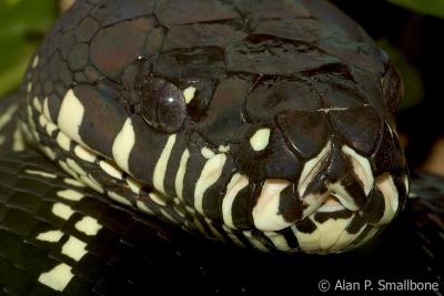 amethystine python