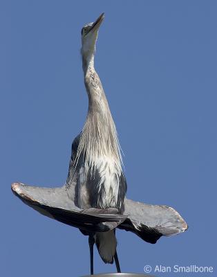 great blue heron