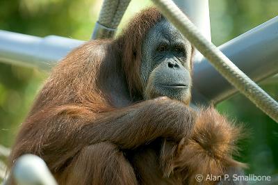 orangutan