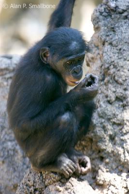 Bonobo