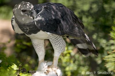 harpy eagle with rabbit