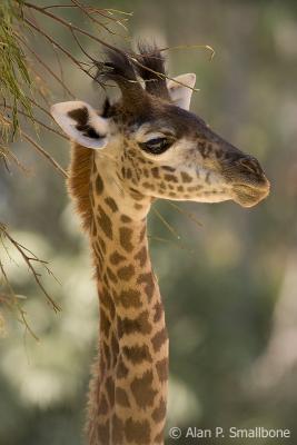 young giraffe