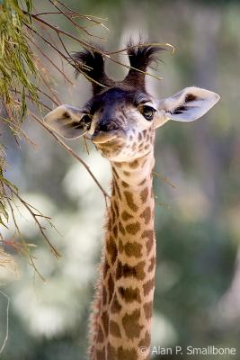 young giraffe