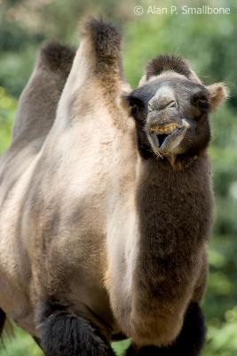 camel grin