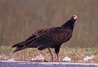 vulturehuh02