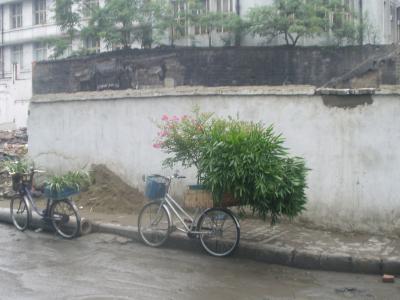 I know, bicycle shots are cliches in China, but they are so hard not to photograph