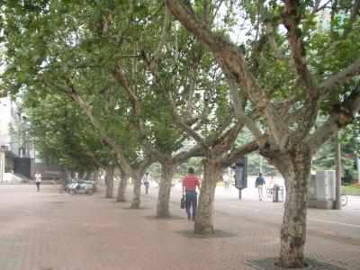 The tree-lined avenues here are so great, so wide, and so much room for cyclists