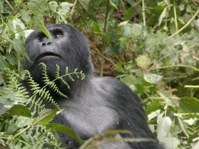 u39/spree/medium/25637370.Gorilla2.jpg