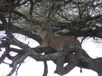 u39/spree/medium/25637487.TreeClimbingLion.jpg