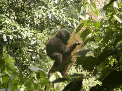 u39/spree/medium/25638033.BabyGorilla.jpg