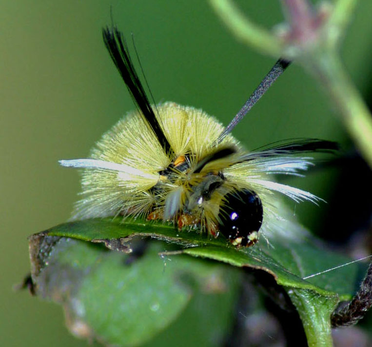 caterpillar.jpg