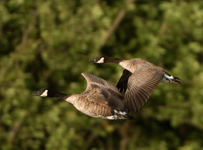 TwoGeese.jpg