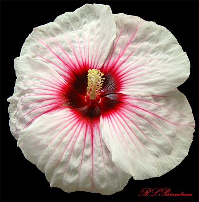 Crimson-Eyed RoseMallow04a.jpg