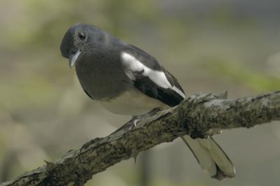 Magpie Robin female