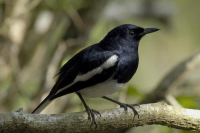 Magpie Robin male