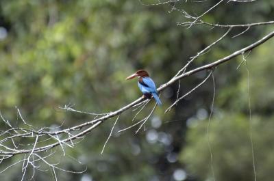 White Throated Kingfisher