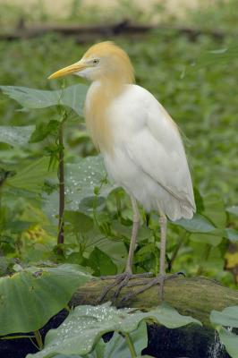 Cattle Egret