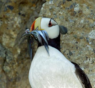 Horned puffin with lunch