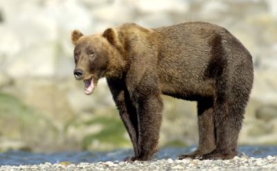 yawning bear