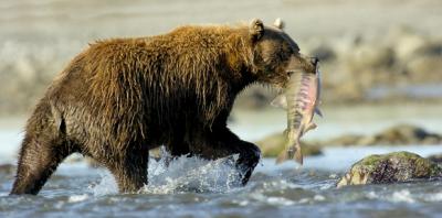 Bear with his lunch