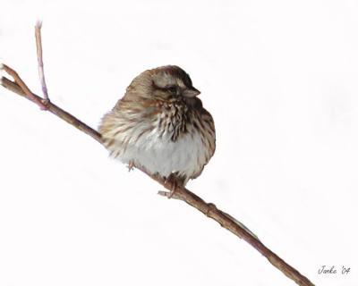 Sparrow on twig