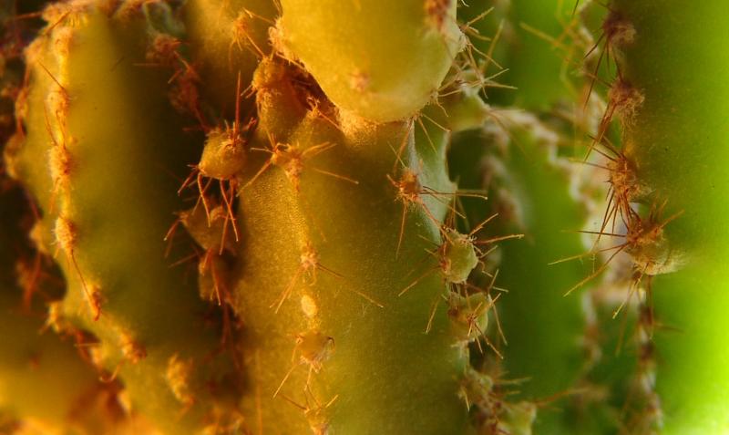 cactus*<br>by guy