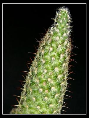 Cactus*  by Dwight1973