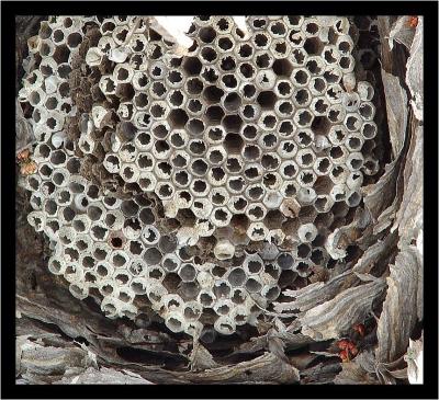 Hornets' Nest by Bev Brink