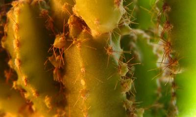 cactus*by guy