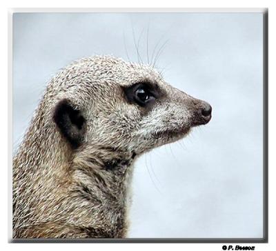 Meercat*   by P. Beeson (NC)