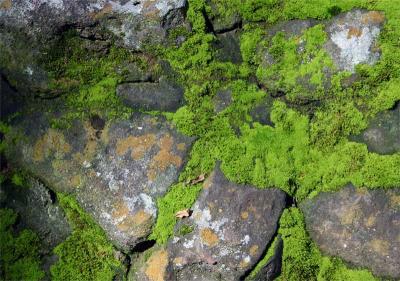 mossy rock by Debbi in California