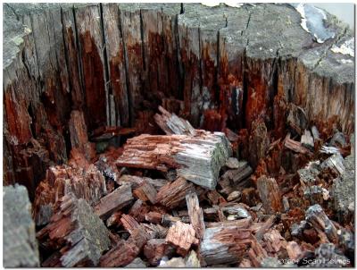 Rotted Woodby Funktion