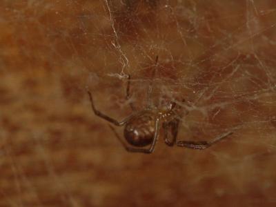 Spider's netby Jose Maria Simoes