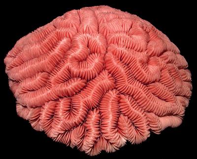 Brain Coral by Keith T.*