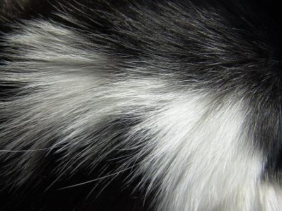 Black and White and Soft All Over* by canadian ann