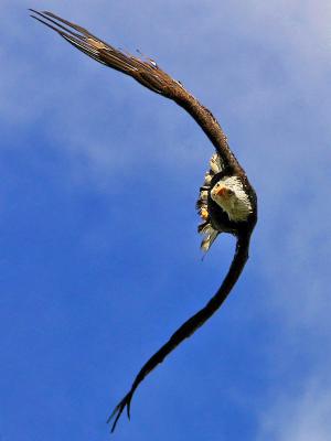 SeventhBald Eagle  Klaus Wiese