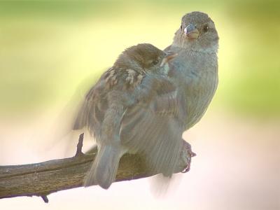 Flutter of Love  Cheryl Meisel