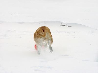 SnowBallin to the End Cheryl Meisel