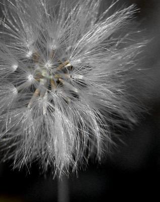 Gentle Breeze By Meem