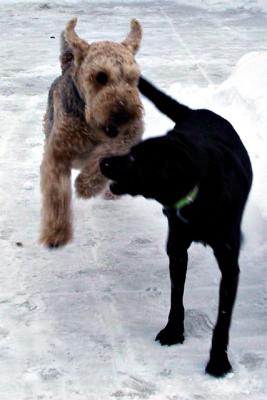 Attackby dave v